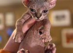 Sphynx Kittens Ready for CHRISTMAS - Sphynx Kitten For Sale - 