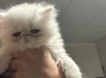 Lili - Persian Kitten For Sale - Cumming&comma; GA&comma; US