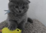 Seattle Russian Blue Scottish Fold Male - Scottish Fold Kitten For Sale - Roanoke&comma; TX&comma; US