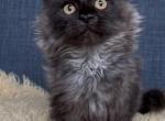 Nyx - Maine Coon Kitten For Sale - Jackson&comma; TN&comma; US