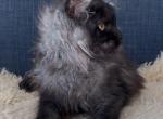 Hestia - Maine Coon Kitten For Sale - Jackson&comma; TN&comma; US