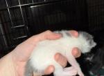Phobes babies - Manx Kitten For Sale - 