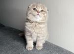 Flower - Scottish Fold Kitten For Sale - Buffalo Grove&comma; IL&comma; US