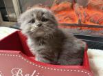 Rich - Scottish Fold Kitten For Sale - Buffalo Grove&comma; IL&comma; US