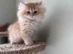Jiji - British Shorthair Kitten For Sale - Northridge&comma; CA&comma; US