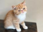 Xandrak - Persian Kitten For Sale - Lexington&comma; KY&comma; US