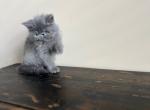 Pippy - Exotic Kitten For Sale - Lexington&comma; KY&comma; US