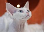 Snowflake - Devon Rex Kitten For Sale - Brooklyn&comma; NY&comma; US