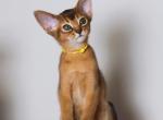 Fancies - Abyssinian Kitten For Sale - Brooklyn&comma; NY&comma; US