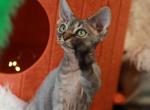 Guston - Devon Rex Kitten For Sale - Brooklyn&comma; NY&comma; US