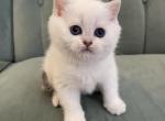 Scottish Straight Short haired girl - Scottish Straight Kitten For Sale - Nixa, MO, US