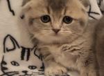 Gizzy - Munchkin Kitten For Sale - Berlin&comma; NJ&comma; US