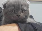 Grizzly - Munchkin Cat For Sale - Berlin&comma; NJ&comma; US