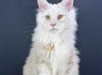 Albus - Maine Coon Kitten For Sale - Hollywood&comma; FL&comma; US