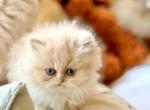 Sebastian - Persian Kitten For Sale - Pensacola&comma; FL&comma; US