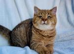 Storm - British Shorthair Cat For Sale - Los Angeles&comma; CA&comma; US