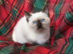 Kasper - Ragdoll Kitten For Sale - Tower City&comma; PA&comma; US