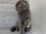 Elias Cattery - Scottish Fold Kitten For Sale - 