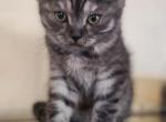 Rollo - Scottish Straight Kitten For Sale - Copperas Cove&comma; TX&comma; US