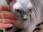 Bambino sphynx male cat - Bambino Cat For Sale - Miami&comma; FL&comma; US