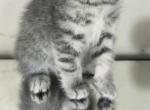 Mina - Scottish Straight Kitten For Sale - Copperas Cove&comma; TX&comma; US