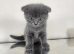 Tammy - Scottish Fold Kitten For Sale - Copperas Cove&comma; TX&comma; US