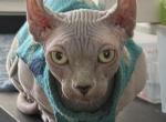 DWELF Bambino males cat - Bambino Cat For Sale - Miami&comma; FL&comma; US
