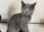 Layla - Scottish Straight Kitten For Sale - Copperas Cove&comma; TX&comma; US