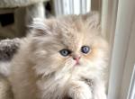 Flounder - Exotic Kitten For Sale - Pensacola&comma; FL&comma; US