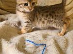 Duma - Highlander Kitten For Sale - Bridgeton&comma; NJ&comma; US
