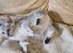 Frosty - Highlander Kitten For Sale - Bridgeton&comma; NJ&comma; US