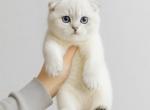Chanel - Scottish Fold Kitten For Sale - Harrisburg&comma; NC&comma; US