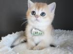 Chloe - British Shorthair Kitten For Sale - Henderson&comma; NV&comma; US