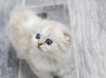 B R I E - Scottish Fold Kitten For Sale - Fontana&comma; CA&comma; US