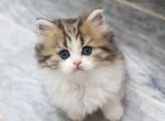 B R A D Y - Scottish Straight Kitten For Sale - Fontana&comma; CA&comma; US