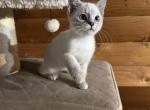 Siamese girl blue eyes - Siamese Kitten For Sale - Lancaster&comma; PA&comma; US