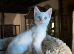 Blue eyes kitten - Siamese Kitten For Sale - Lancaster&comma; PA&comma; US