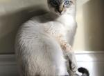 Blue point eyes Siamese - Siamese Kitten For Sale - Lancaster&comma; PA&comma; US