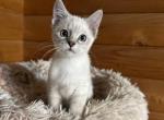 Blue point eyes Siamese - Siamese Kitten For Sale - East Earl&comma; PA&comma; US