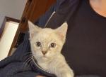 Siamese - Siamese Kitten For Sale - Lancaster&comma; PA&comma; US