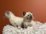 Blue eyes Siamese cats - Siamese Kitten For Sale - Lancaster&comma; PA&comma; US