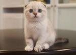 B A C O N - Scottish Fold Kitten For Sale - Fontana&comma; CA&comma; US
