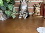 Short hair mix breed kitten - Ragdoll Kitten For Sale - East Earl&comma; PA&comma; US