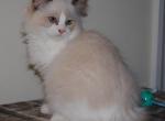 Maya Cherubim Ragdoll - Ragdoll Kitten For Sale - Shippensburg&comma; PA&comma; US