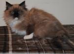 Miles - Ragdoll Kitten For Sale - Shippensburg&comma; PA&comma; US