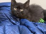 Siamese mix short hair mix male - Siamese Kitten For Sale - Auburn&comma; WA&comma; US