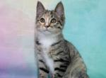 Lola - Kurilian Bobtail Kitten For Sale - Miami&comma; FL&comma; US