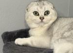 Scottish Fold Silver Shaded Male White - Scottish Fold Kitten For Sale - Odessa&comma; FL&comma; US