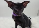 Aznav - Oriental Kitten For Sale - Pembroke Pines&comma; FL&comma; US