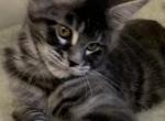 cute girl - Maine Coon Kitten For Sale - Lanoka Harbor&comma; NJ&comma; US